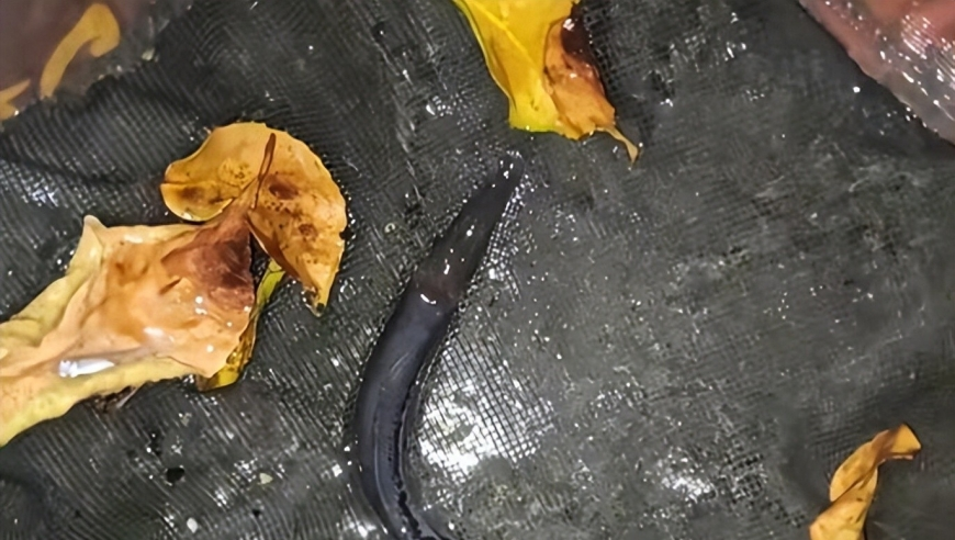 今晚澳门特码出什么肖,雪莉曾说经常恨自己长得漂亮,社会责任方案执行_内测版V6.41